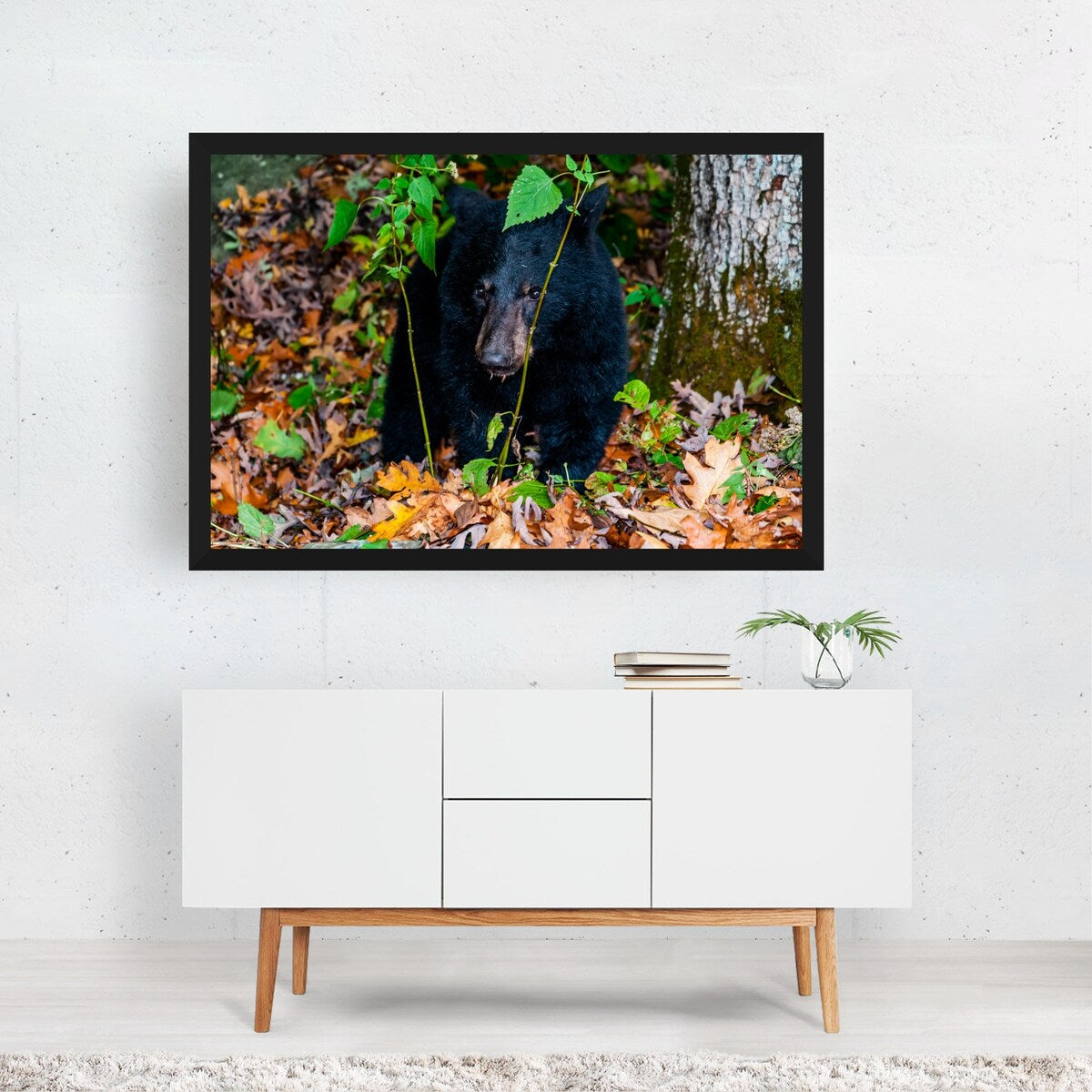 Shenandoah National Park Virginia Photography Bear Art Print/Poster