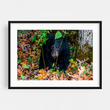 Shenandoah National Park Virginia Photography Bear Art Print/Poster