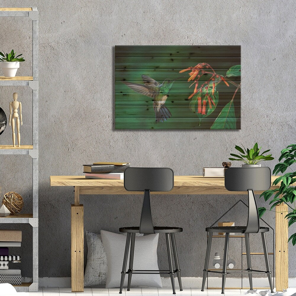 Snowy-Bellied Hummingbird Male Flying Near Firebush Flowers Cloud Forest, Costa Rica Print On Wood by Michael & Patricia Fogden