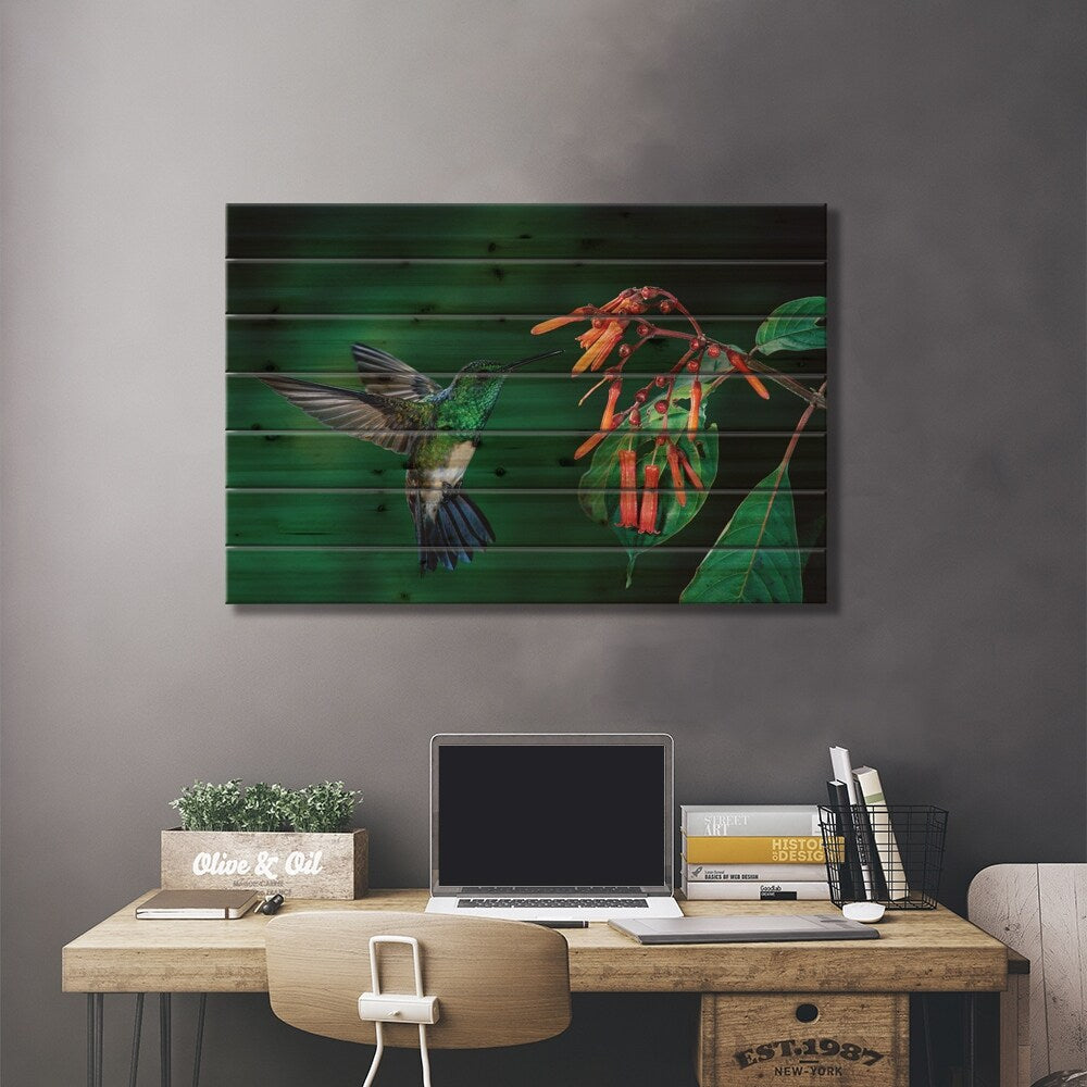 Snowy-Bellied Hummingbird Male Flying Near Firebush Flowers Cloud Forest, Costa Rica Print On Wood by Michael & Patricia Fogden