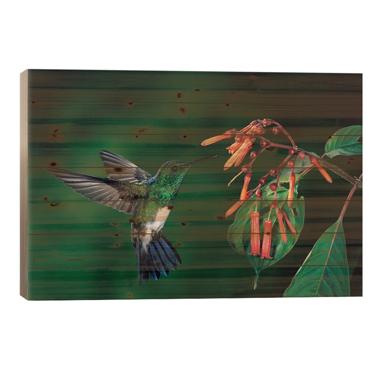 Snowy-Bellied Hummingbird Male Flying Near Firebush Flowers Cloud Forest, Costa Rica Print On Wood by Michael & Patricia Fogden