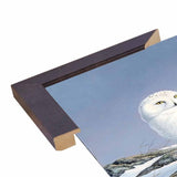 Snowy Owl-WILGOE81236 Framed Print 10.75"x6.75" by Wilhelm Goebel