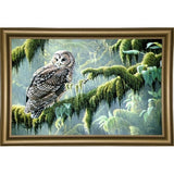 Spirit Of Ancient Forests - Spotted Owl-WILGOE2778 Framed Print 16"x26.5" by Wilhelm Goebel