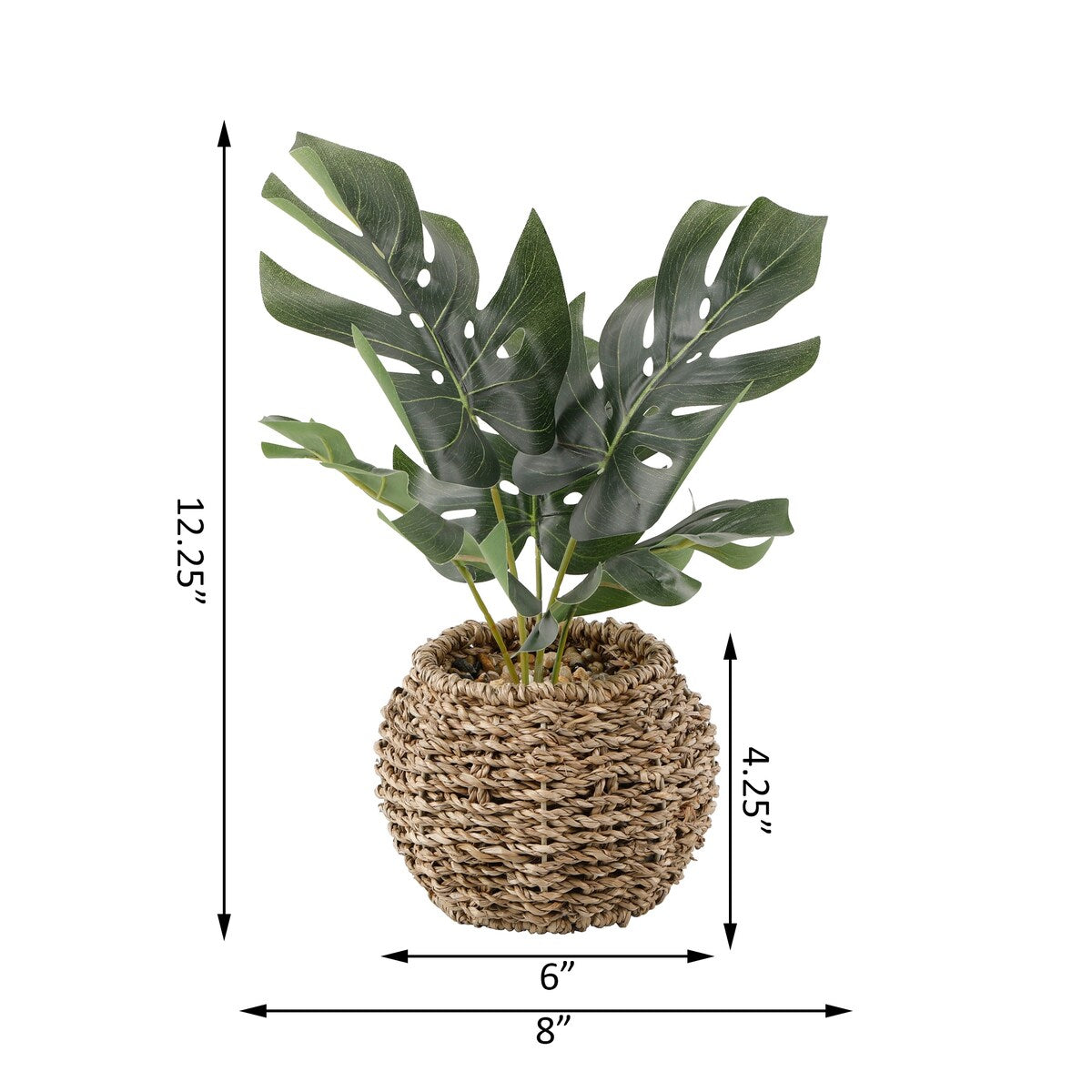 Split leaf in 6" Basket