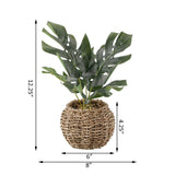 Split leaf in 6" Basket