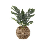 Split leaf in 6" Basket