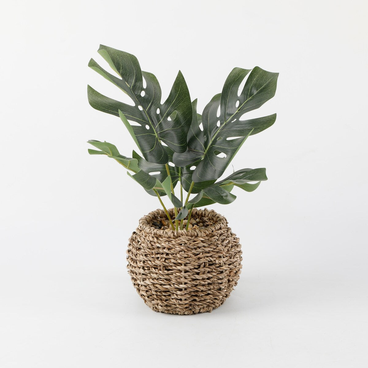 Split leaf in 6" Basket