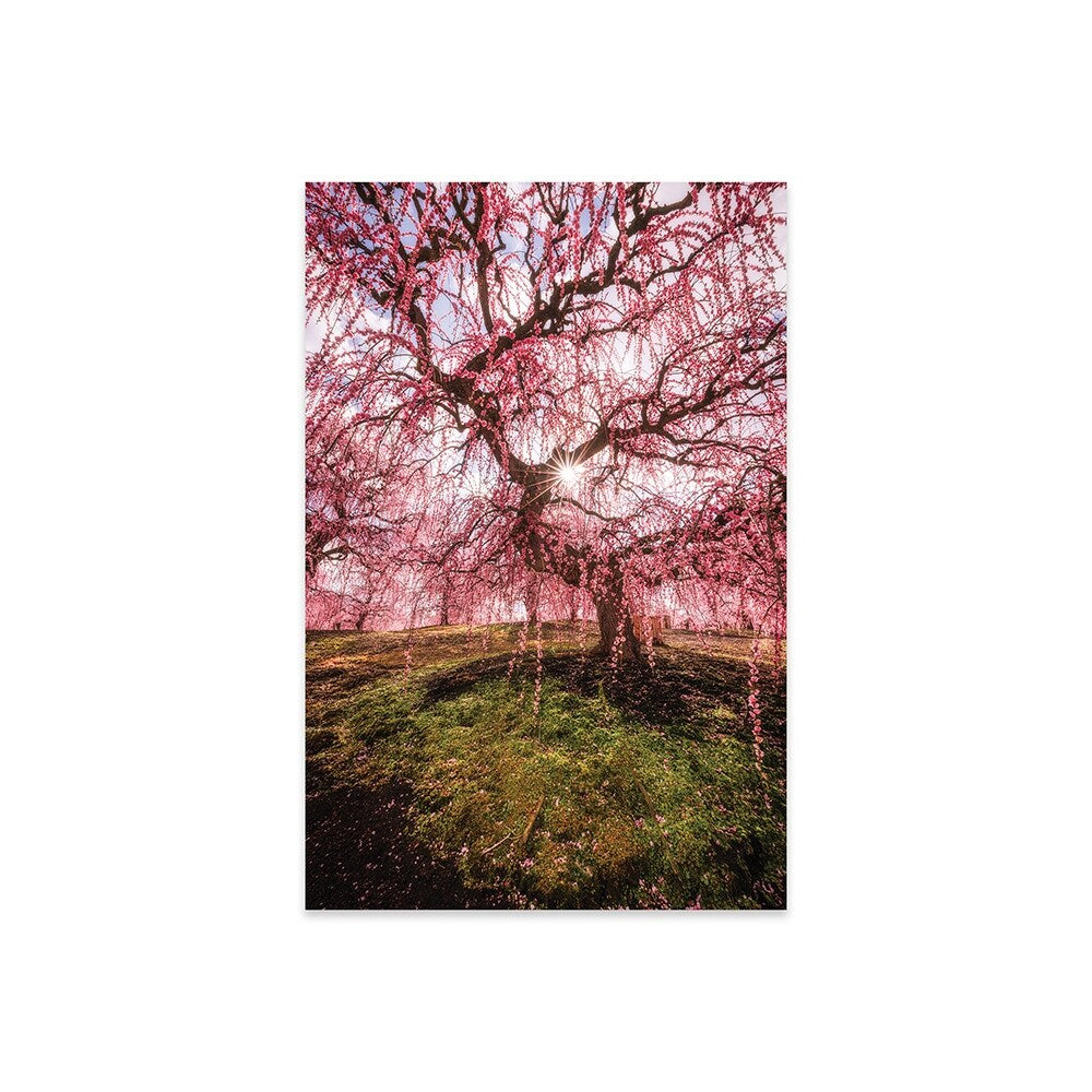 Spring In Japan XXX Print On Acrylic Glass by Daisuke Uematsu
