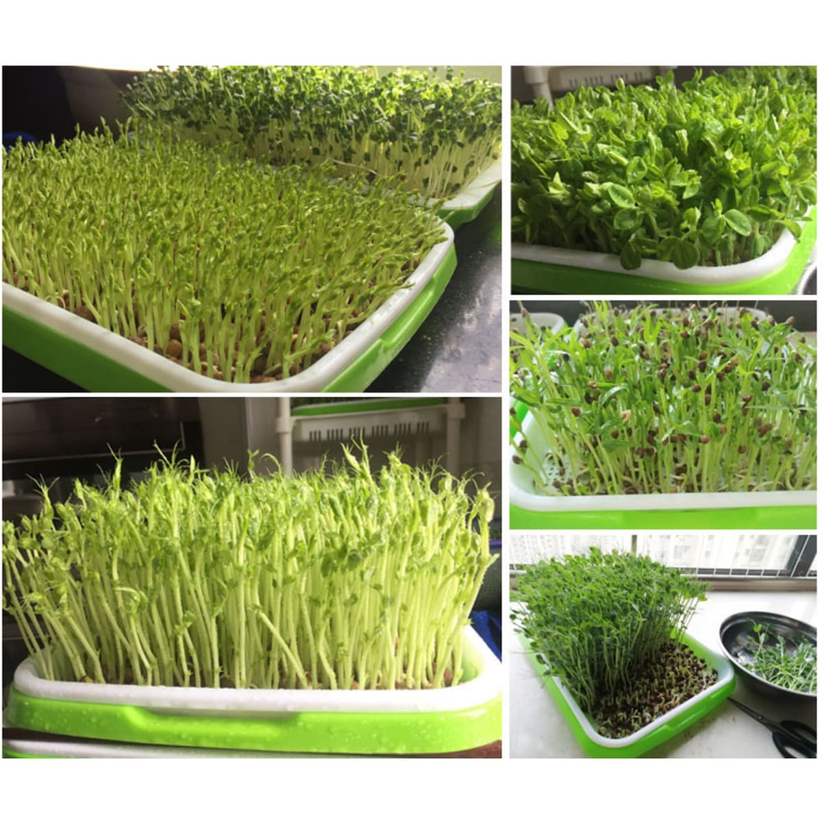 Sprouter Nursery Soilless Cultivation Seed Sprouts Seedling Plate - 2Set