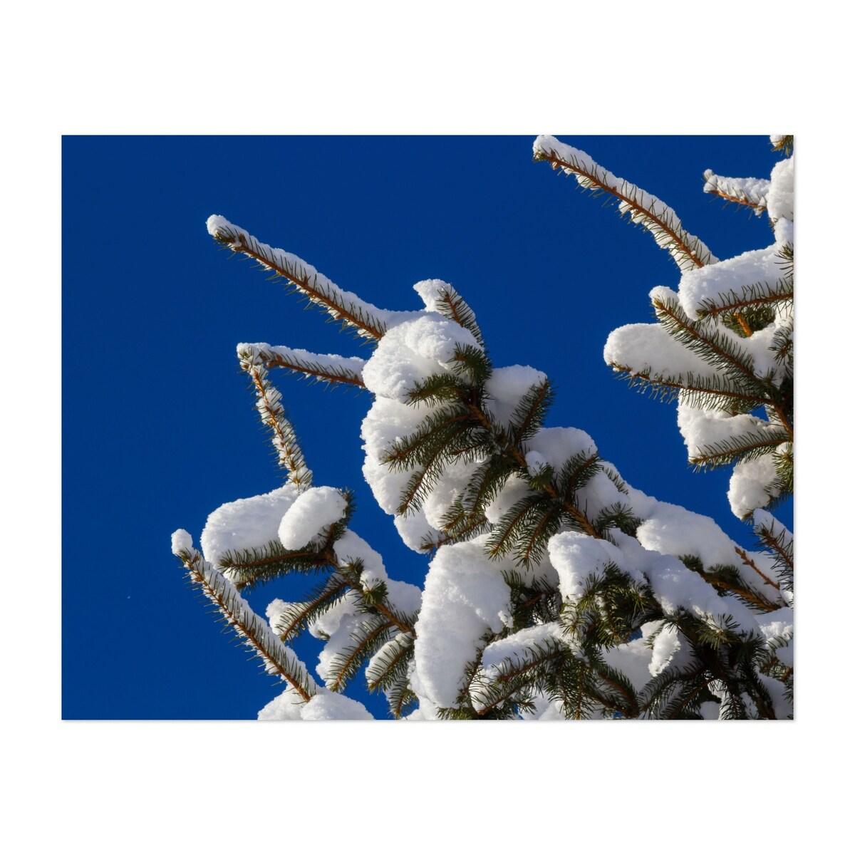 Spruce branch with small green Photography Art Print/Poster