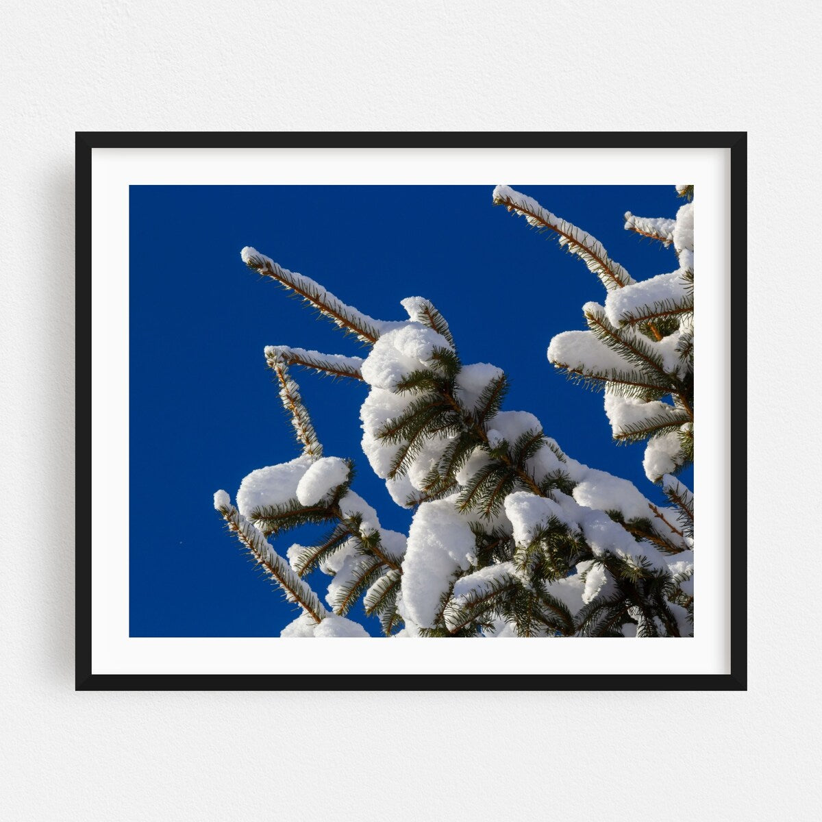 Spruce branch with small green Photography Art Print/Poster