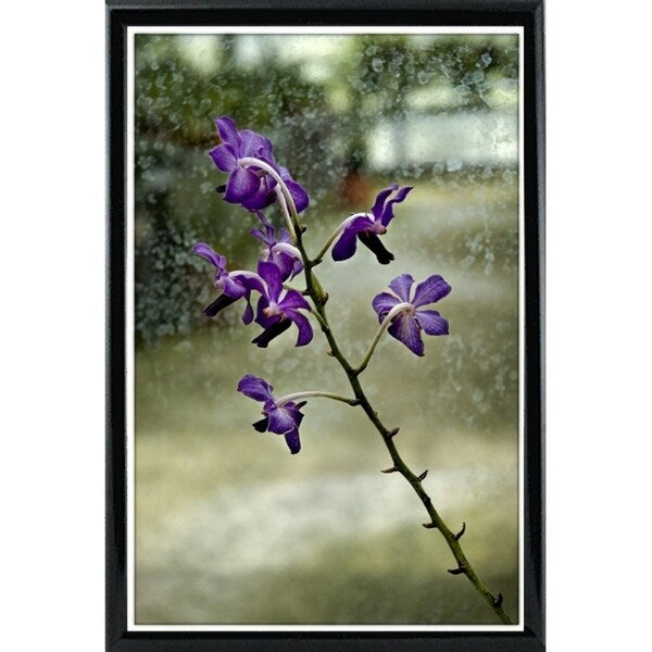 Stem Of Purple-HARFLO59785 Print 25"x16.5" by Harold Silverman - Flowers
