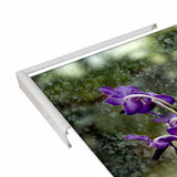 Stem Of Purple-HARFLO59785 Print 25"x16.5" by Harold Silverman - Flowers