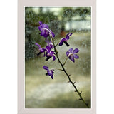 Stem Of Purple-HARFLO59785 Print 25"x16.5" by Harold Silverman - Flowers