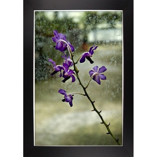 Stem Of Purple-HARFLO59785 Print 25"x16.5" by Harold Silverman - Flowers