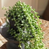 String Of Pearls Drop-In 26" - Green