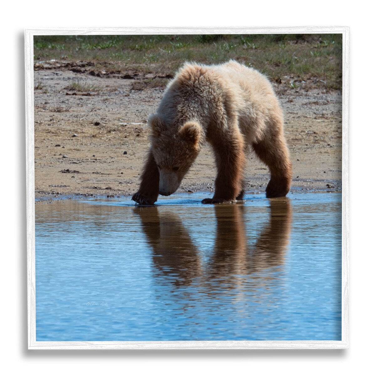 Stupell Grizzly Cub in Stream Framed Giclee Art Design by Lena Owens