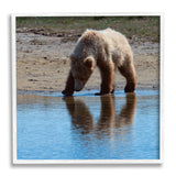 Stupell Grizzly Cub in Stream Framed Giclee Art Design by Lena Owens