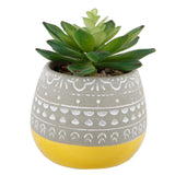Succulent In Painted Ceramic Pot - Green