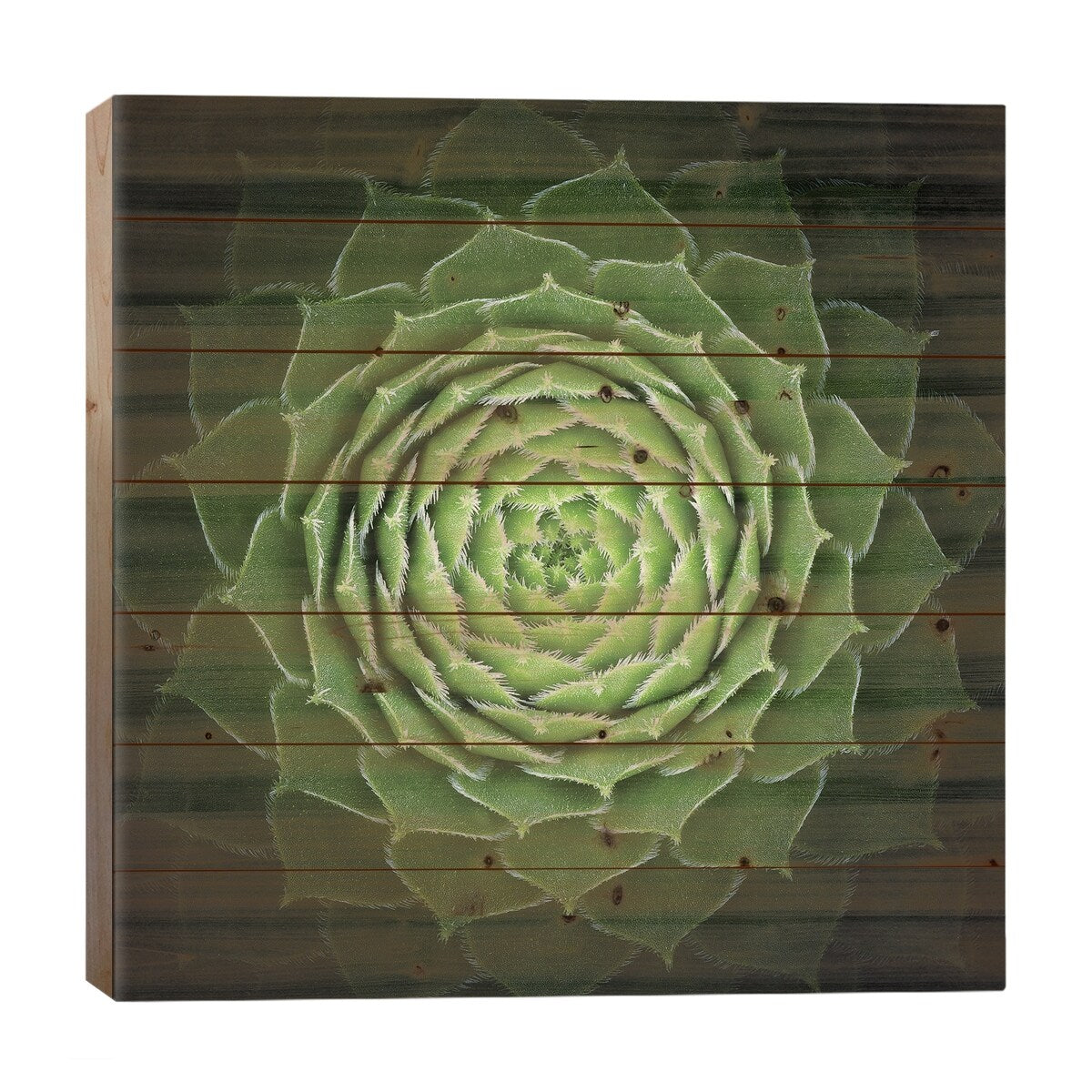 Succulent Print On Wood by Victor Mozqueda - Multi-Color