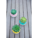 Succulent in Two tone lines pattern ceramic pot ,Teal - ONE-SIZE