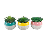 Succulent in Two tone lines pattern ceramic pot ,Teal - ONE-SIZE