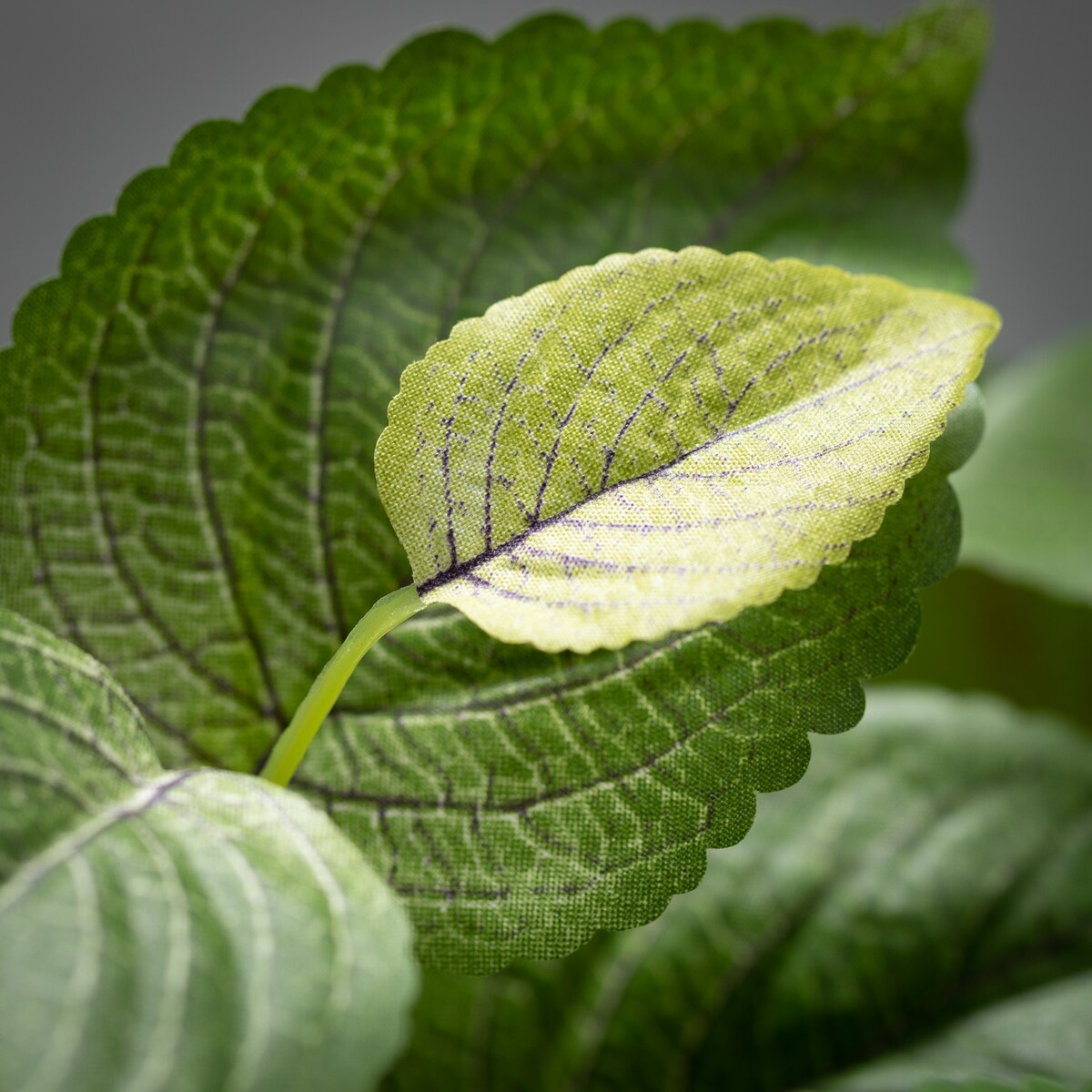 Sullivans Artificial Perilla Leafy Green Bush