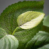 Sullivans Artificial Perilla Leafy Green Bush