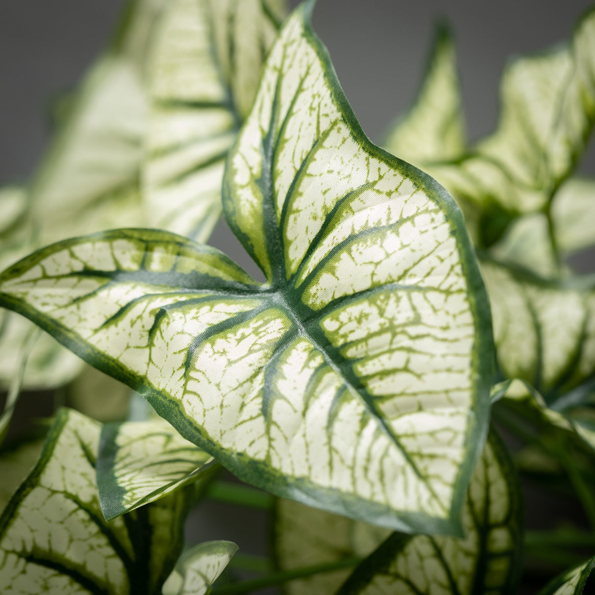 Sullivans Artificial Syngonium Variegated Leaf Bush 19"H Off-White - 11"L x 11"W x 19"H