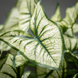Sullivans Artificial Syngonium Variegated Leaf Bush 19"H Off-White - 11"L x 11"W x 19"H
