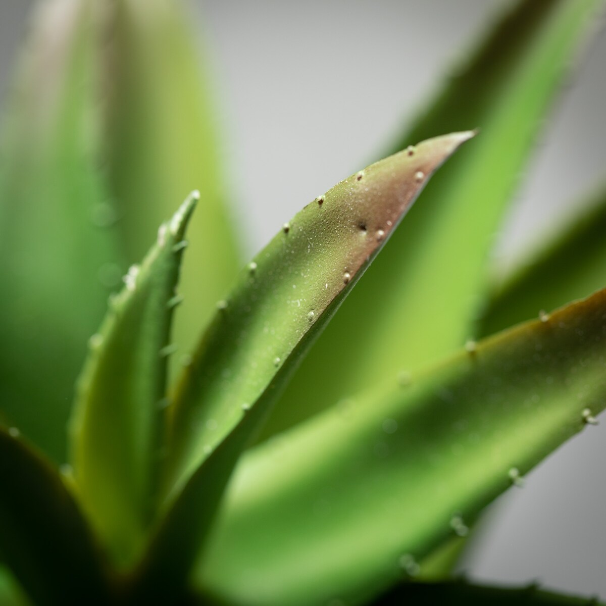 Sullivans Artificial Variegated Aloe Vera Plant