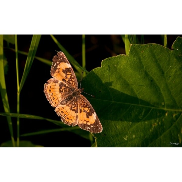 Summer 2012 #211-GORSEM110736 Print 7.5"x12" by Gordon Semmens