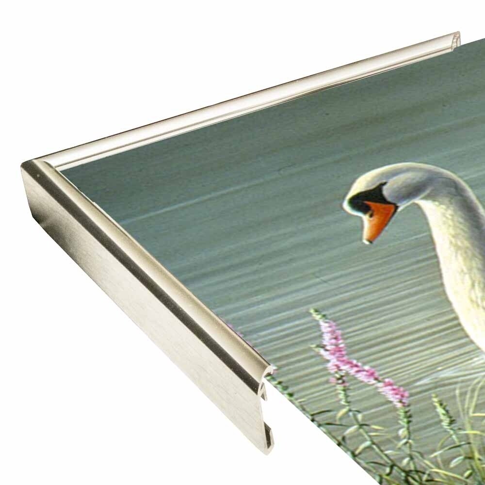 Summer Idyll - Mute Swan-WILGOE2746 Framed Print 23.75"x36.5" by Wilhelm Goebel