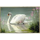 Summer Idyll - Mute Swan-WILGOE2746 Framed Print 23.75"x36.5" by Wilhelm Goebel