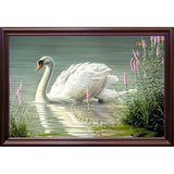 Summer Idyll - Mute Swan-WILGOE2746 Framed Print 23.75"x36.5" by Wilhelm Goebel