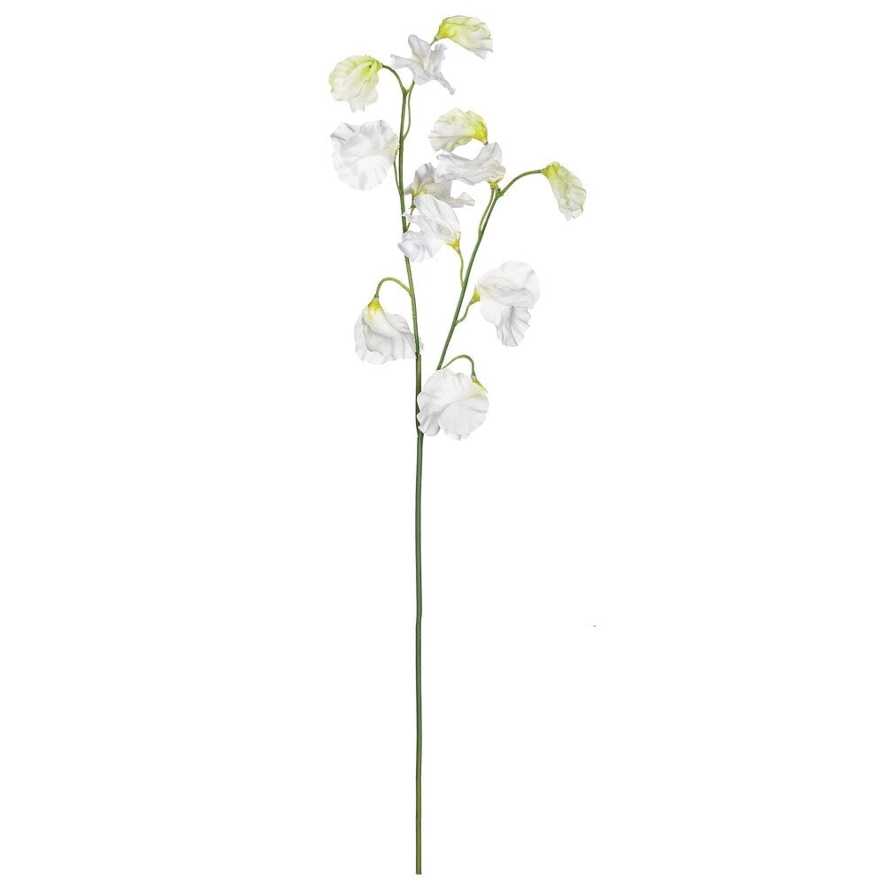 Sullivans Sweet Pea Stem
