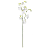Sullivans Sweet Pea Stem