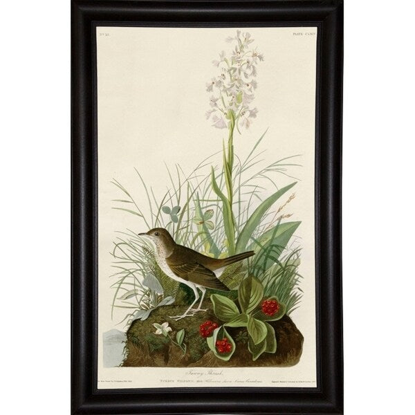 Tawny Thrush-VINAPP116468 Print 20"x12.25" by Vintage Apple Collection