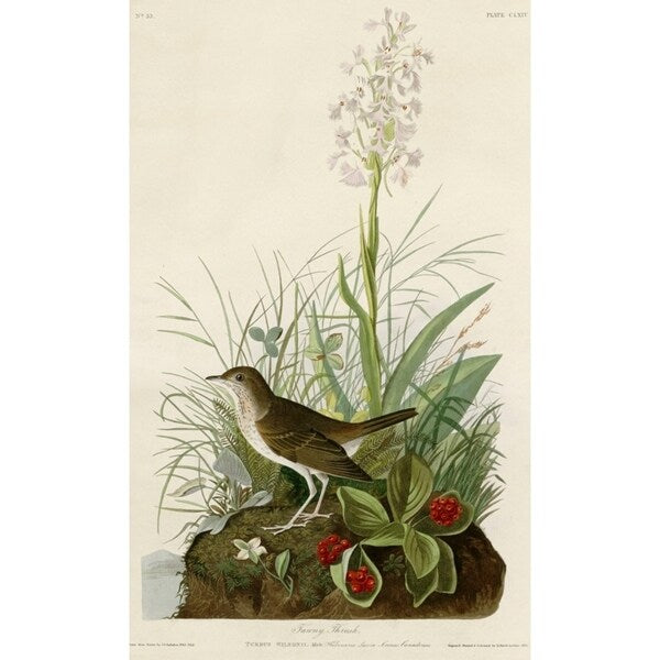 Tawny Thrush-VINAPP116468 Print 20"x12.25" by Vintage Apple Collection