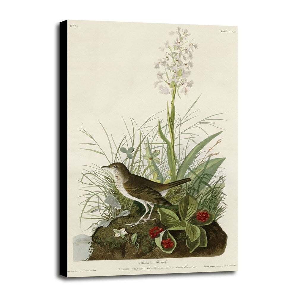 Tawny Thrush-VINAPP116468 Print 20"x12.25" by Vintage Apple Collection