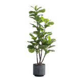 Towering 59" Fiddle Leaf Tree