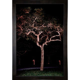Tree Lights Plate #2-HARMSC53707 Print 18"x12" by Harold Silverman - Msc.