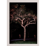 Tree Lights Plate #2-HARMSC53707 Print 18"x12" by Harold Silverman - Msc.