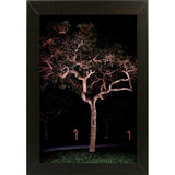 Tree Lights Plate #2-HARMSC53707 Print 18"x12" by Harold Silverman - Msc.
