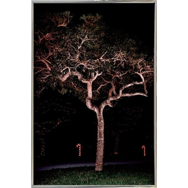 Tree Lights Plate #2-HARMSC53707 Print 18"x12" by Harold Silverman - Msc.