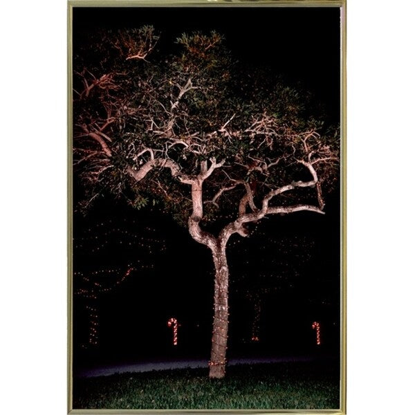 Tree Lights Plate #2-HARMSC53707 Print 18"x12" by Harold Silverman - Msc.