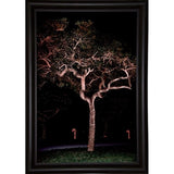 Tree Lights Plate #2-HARMSC53707 Print 18"x12" by Harold Silverman - Msc.