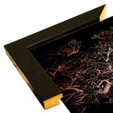 Tree Lights Plate #2-HARMSC53707 Print 18"x12" by Harold Silverman - Msc.