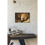 Tribal Lion 20x16 Gallery Wrapped Stretched Canvas