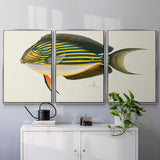 Tropical Fish Collection I - Multi Piece Framed Canvas